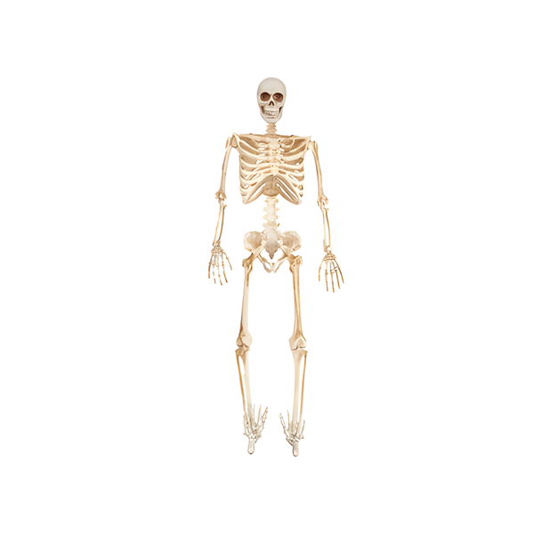 HALLOWEEN FULL SKELETON LED EYES 36INCH