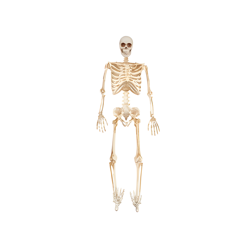 HALLOWEEN FULL SKELETON LED EYES 36INCH