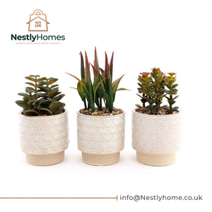 Succulent in Natural Pot 17cm